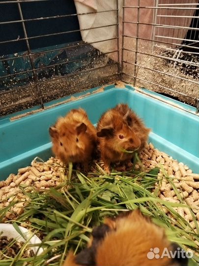 Морская свинка