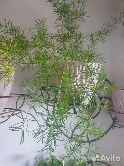 Цветы коматные