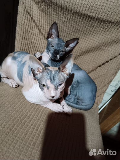 Сфинкс котенок