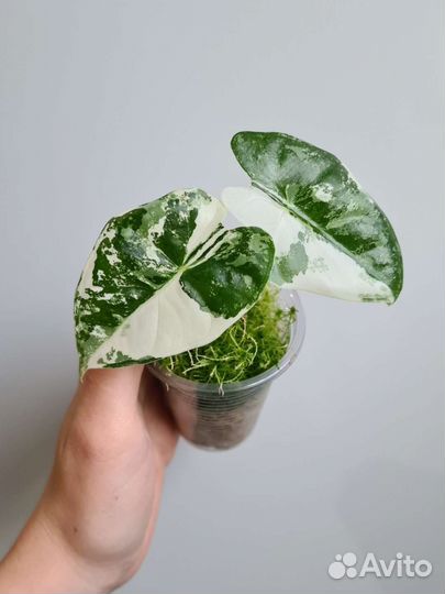 Алоказия мишольца вариегатная/фрайдек