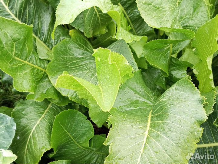 Капуста цветная белокочанная на заколки морковь