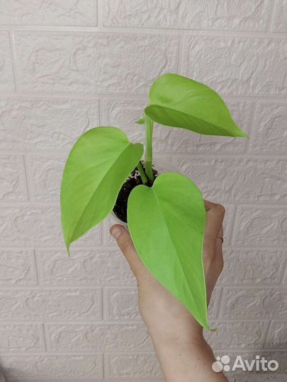 Эпипремнум неон