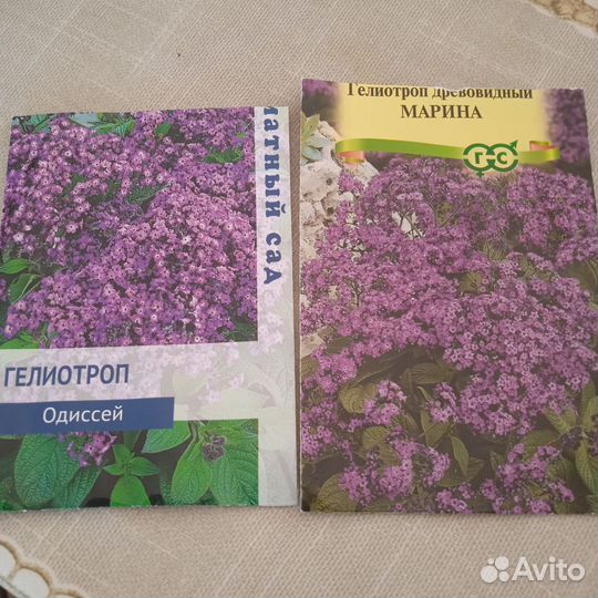 Рассада гелиотроп