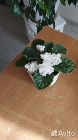 Фиалки