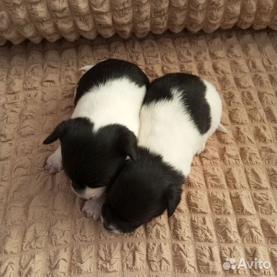 Щенки чихуахуа