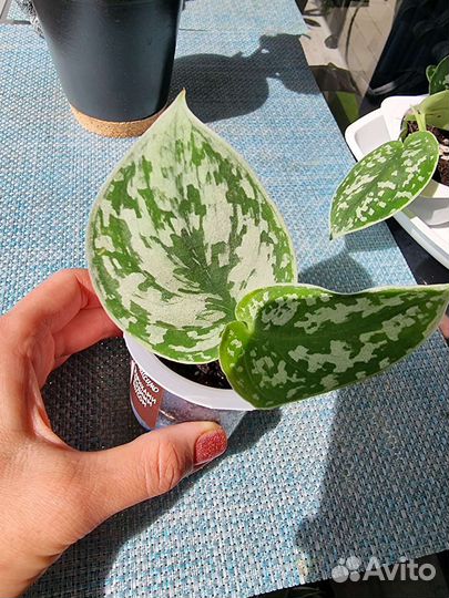 Эпипремнум, сциндапсус, Сансевиерия