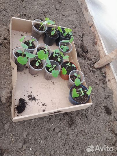 Рассада огурцов
