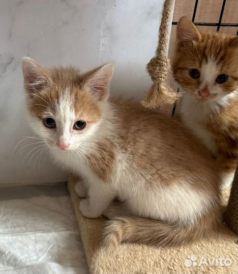 Котятки в добрые руки