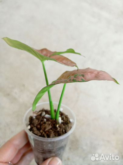 Сингониум Orm Nak Green