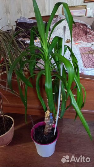 Цветы в офис