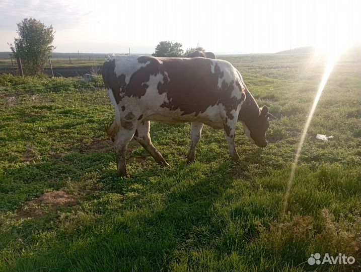 Корова стельная