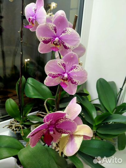 Орхидея фаленопсис frontera фронтера