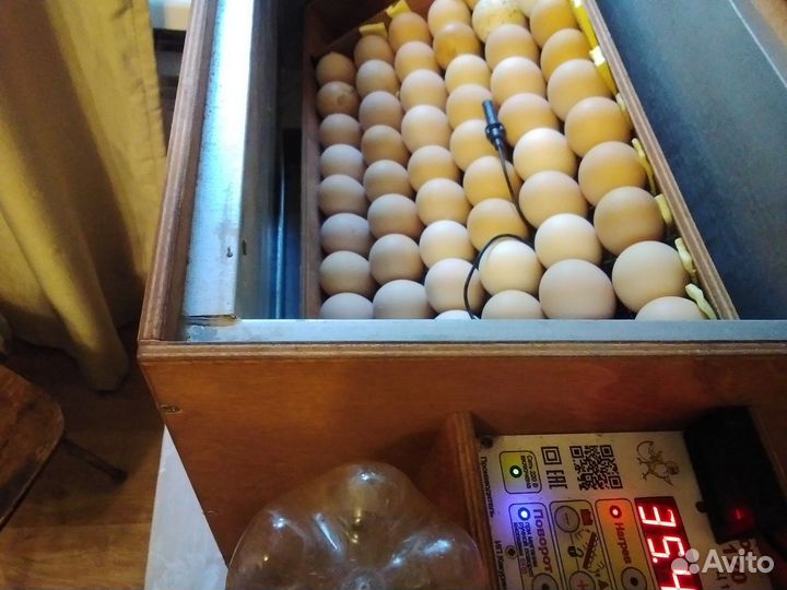 Инкубационное яйцо брама колумбийская в наличии