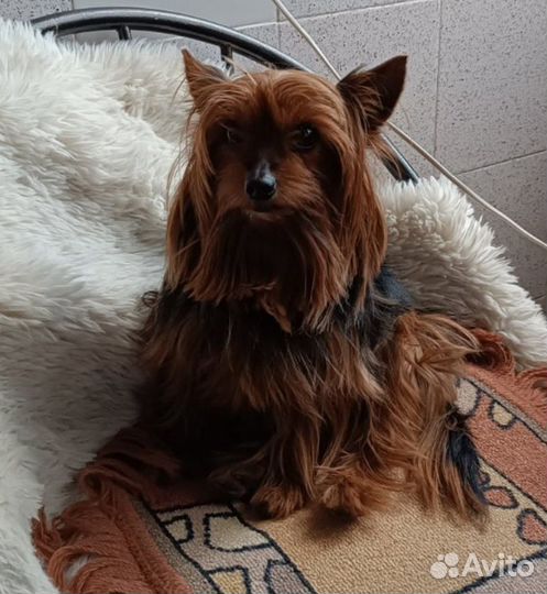 Вязка Йоркширский терьер