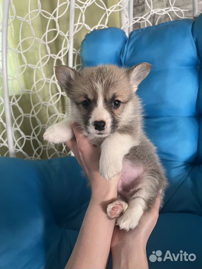 Вельш Корги Пемброк