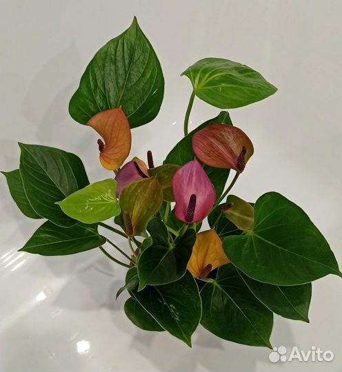 Антуриумы разные