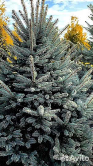 Голубая ель с доставкой