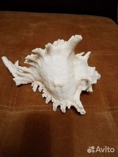 Огромная морская раковина