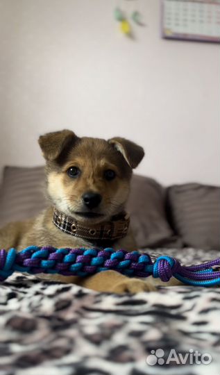 Игрушки для собак