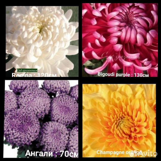 Хризантема