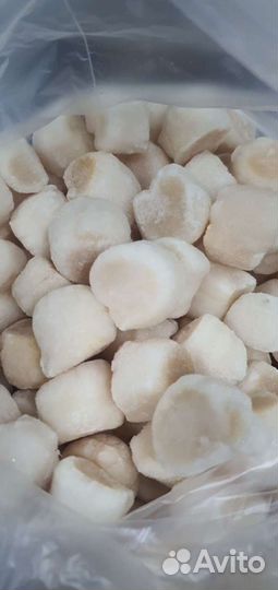 Гребешок морской