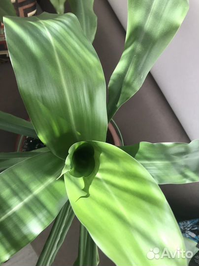 Пальма юкка листайте