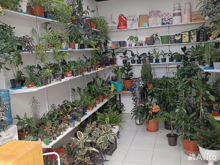 Комнатные растения цветы