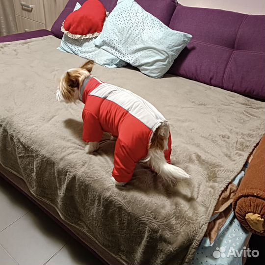 Зимний комбинезон для собаки