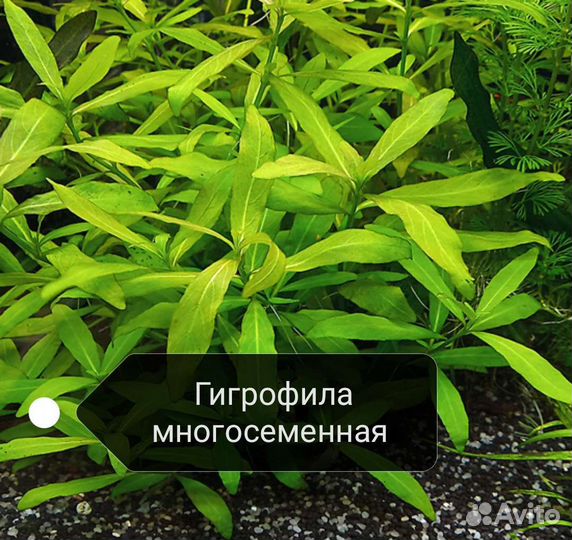 Разные живые аквариумные растения