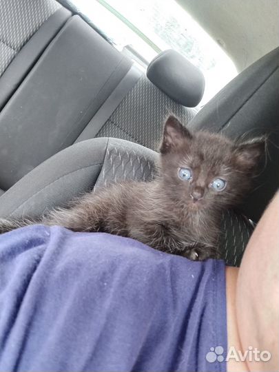 Котята в добрые руки бесплатно