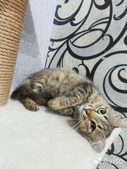 Кошка в дар