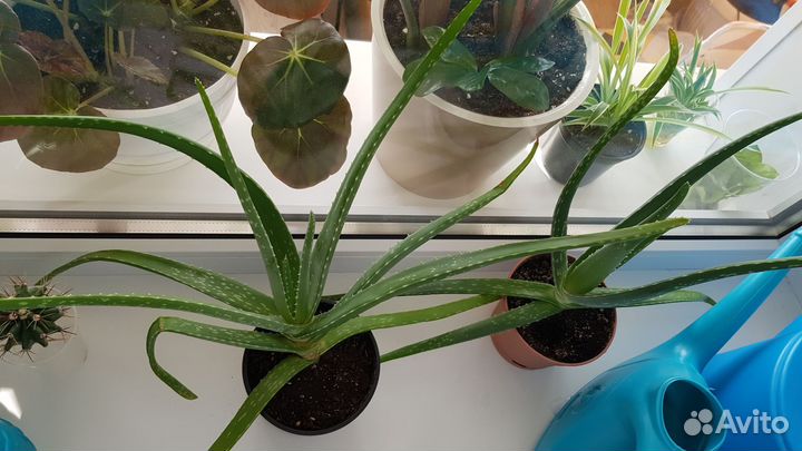 Комнатные растения цветы