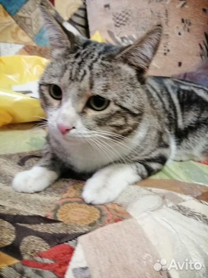 Найден кот