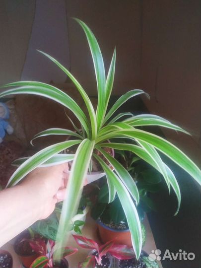 Хлорофитум