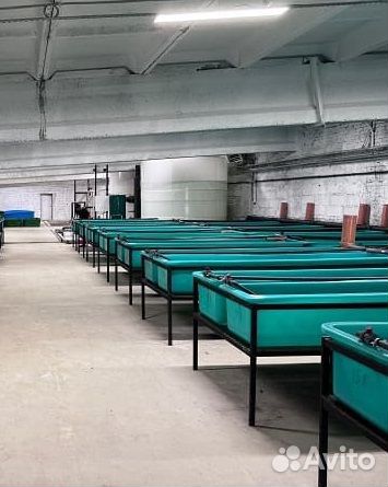 Мальки рыбы для пруда