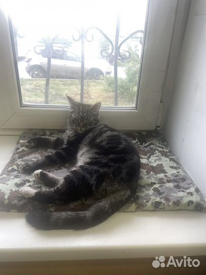Кошка