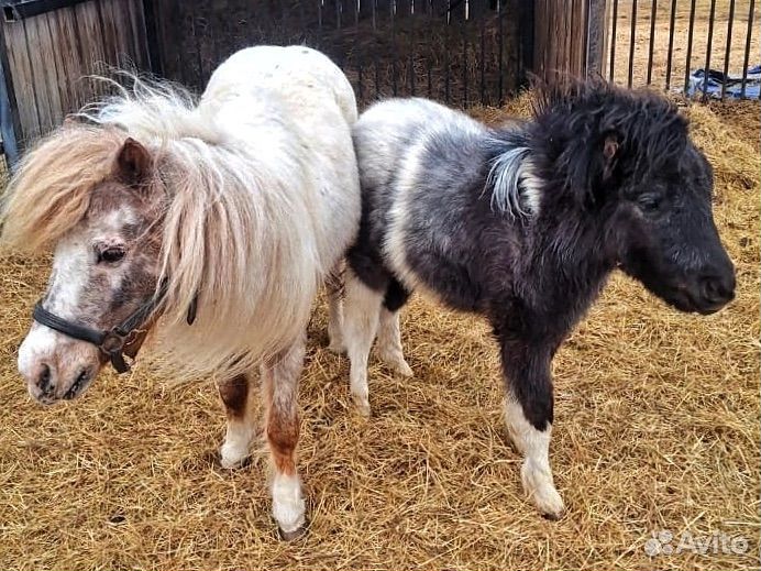 Мини лошадка