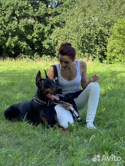 Выгульщик собак/ Передержка собак и кошек