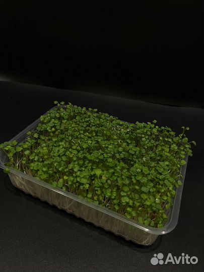 Микрозелень