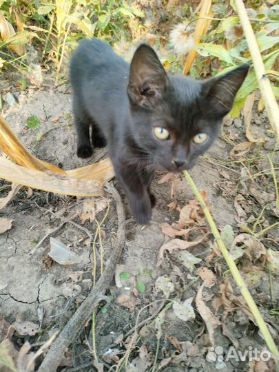 Отдаю котят в добрые руки