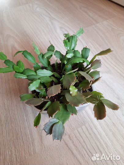 Кактусы, суккуленты