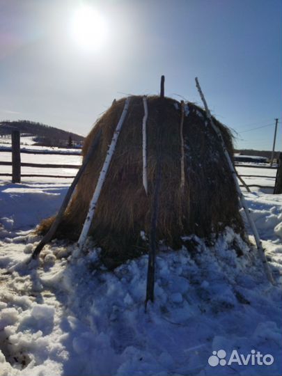 Продам сено