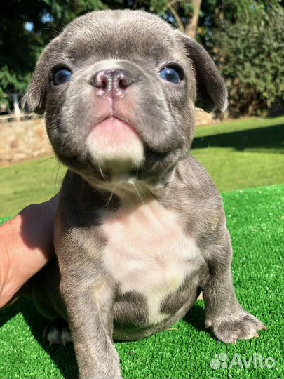 Французский бульдог щенки лиловый красный