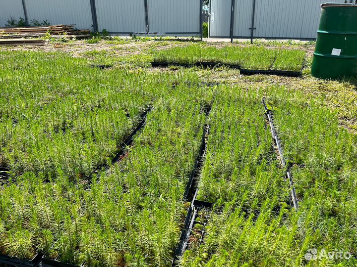 Саженцы ели окс от производителя