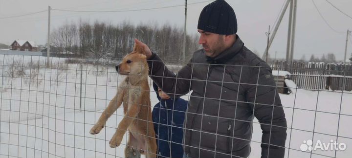 Щенки волкодава