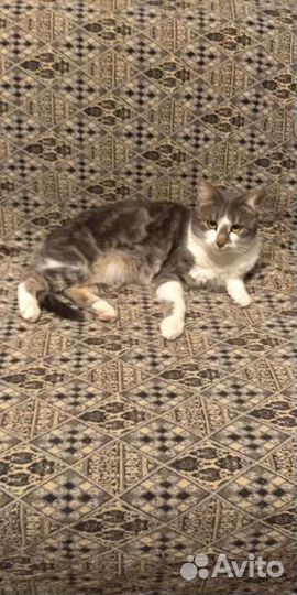 Кот в добрые руки (Облачко)