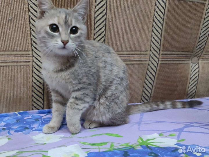 Кошечка Бусинка ищет дом