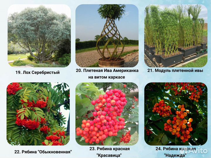 Парковые деревья. Cажeнцы берeзы, клeна, липы