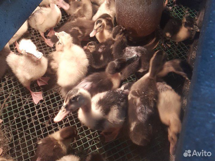 Гусята Линда,утята