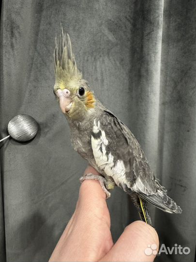 Попугай корелла